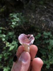 Russula nothofaginea