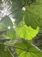 Gunnera insignis