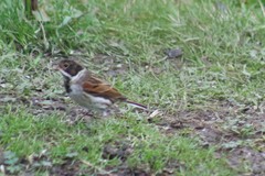 Emberiza schoeniclus
