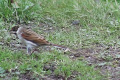 Emberiza schoeniclus
