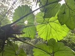 Gunnera insignis