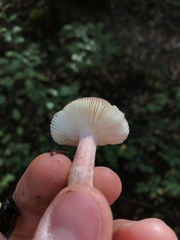 Russula nothofaginea