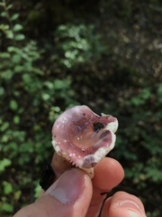 Russula nothofaginea