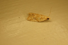 Euphona