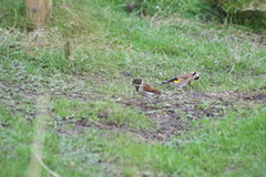 Emberiza schoeniclus