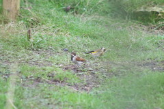 Emberiza schoeniclus