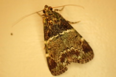 Orthaga atribasalis