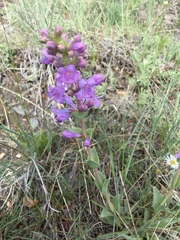 Penstemon cyathophorus