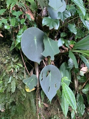 Peperomia hernandiifolia