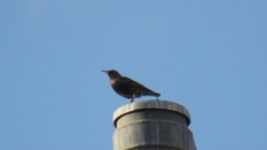 Sturnus vulgaris