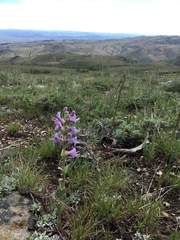 Penstemon cyathophorus