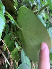 Peperomia hernandiifolia