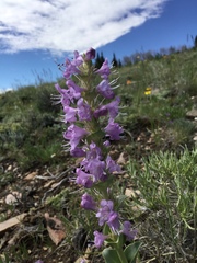 Penstemon cyathophorus