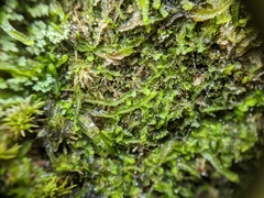 Odontoschisma sphagni