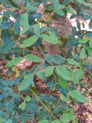 Eucryphia lucida