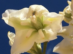 Yucca utahensis