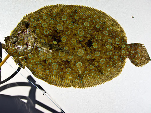 Eyed flounder (Bothus ocellatus) — Bothidae — 2