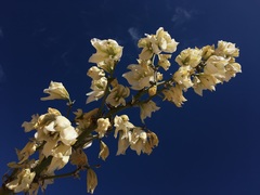 Yucca utahensis
