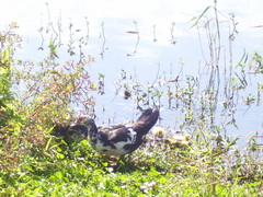 Cairina moschata domestica