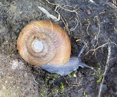 Xerarionta intercisa