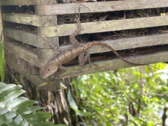 Anolis cristatellus cristatellus