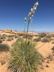 Yucca utahensis