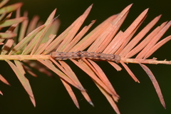 Iridopsis pergracilis