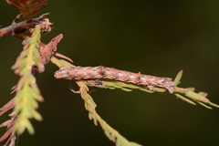 Iridopsis pergracilis