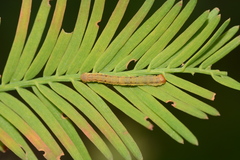 Iridopsis pergracilis