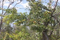 Lysiphyllum cunninghamii