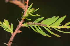 Iridopsis pergracilis