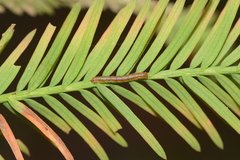 Iridopsis pergracilis