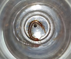 Scolopocryptops nigridius