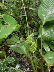 Goeppertia cylindrica