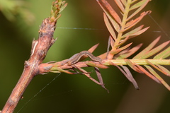 Iridopsis pergracilis