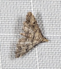 Sufetula hemiophthalma