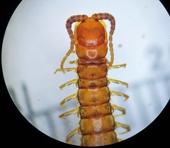 Scolopocryptops nigridius