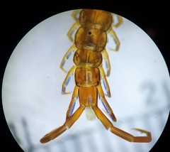 Scolopocryptops nigridius