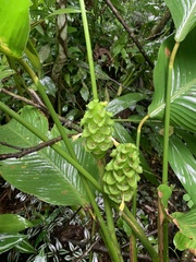 Goeppertia cylindrica