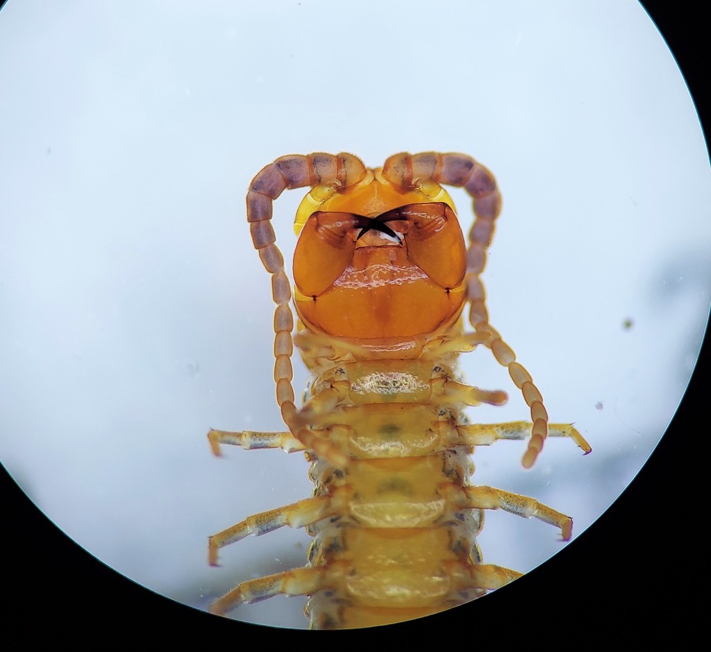 Blue Belly Centipede