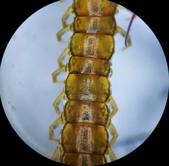 Scolopocryptops nigridius