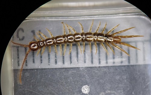 Nadabius pullus