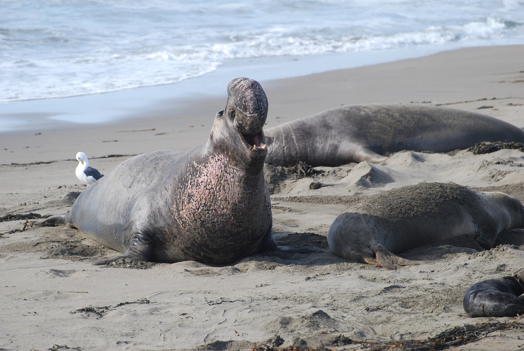 Northern Elephant Seal from Piedras Blancas Light Station, CA, US on ...