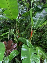 Heliconia spathocircinata