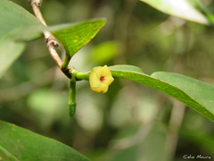 Cordiera myrciifolia
