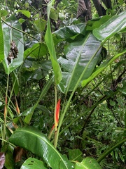 Heliconia spathocircinata