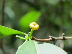 Cordiera myrciifolia
