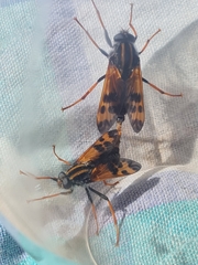 Pelecorhynchus flavipennis