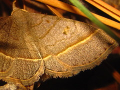 Paracolax trilinealis