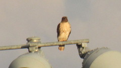 Buteo jamaicensis